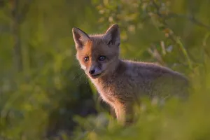 Young Red fox (vulpes vulpes), young animal at the entrance of Bau