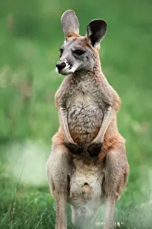 Young Red Kangaroo (Macropus rufus) (Megaleia rufa)