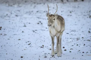 Young one Reindeer (Rangifer tarandus) in breeding animal in enclosure