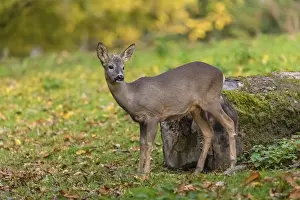 One young Roe Deer buck, (Capreolus capreolus)
