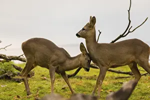 One young Roe Deer buck, (Capreolus capreolus)