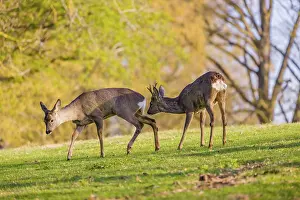 One young Roe Deer buck, (Capreolus capreolus)