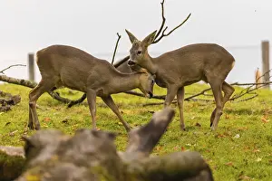 One young Roe Deer buck, (Capreolus capreolus)
