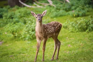 Young roe deer calf in the forest