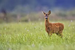 Young Roe-deer in the wild in a clearing