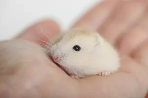 Young Russian Dwarf Hamster (Phodopus sungorus)