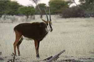 Young sable antilope (Hippotragus niger)