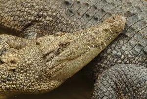 Young Saltwater Crocodile (Crocodylus porosus) Australia