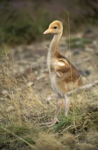 Young sarus crane