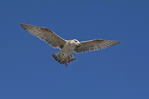 Young seagull (Laridae) in flight