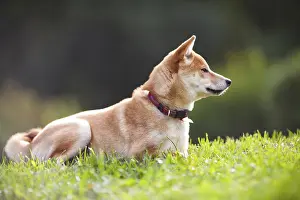 A young shiba inu in green garden