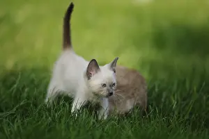 Young Siamese cat (Siamese Seal Point cat) little kitten in the green grass