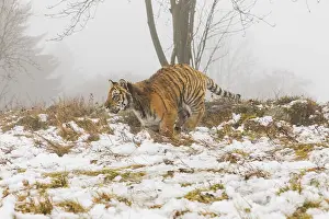 One young Siberian Tiger, Panthera tigris altaica