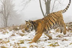 One young Siberian Tiger, Panthera tigris altaica