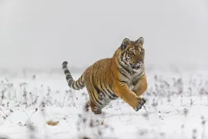 One young Siberian Tiger, Panthera tigris altaica