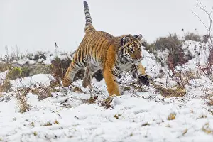 One young Siberian Tiger, Panthera tigris altaica