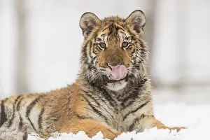 One young Siberian Tiger, Panthera tigris altaica