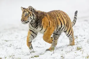 One young Siberian Tiger, Panthera tigris altaica