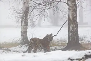 One young Siberian Tiger, Panthera tigris altaica