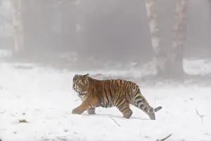 One young Siberian Tiger, Panthera tigris altaica