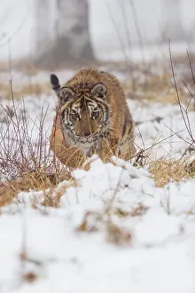 One young Siberian Tiger, Panthera tigris altaica