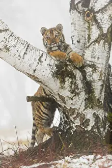 One young Siberian Tiger, Panthera tigris altaica