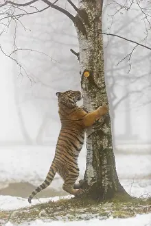 One young Siberian Tiger, Panthera tigris altaica
