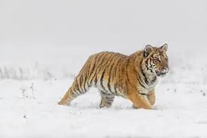 One young Siberian Tiger, Panthera tigris altaica
