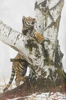 One young Siberian Tiger, Panthera tigris altaica