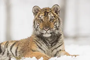 One young Siberian Tiger, Panthera tigris altaica