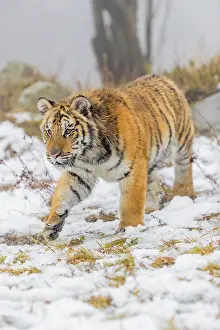 One young Siberian Tiger, Panthera tigris altaica