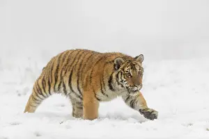 One young Siberian Tiger, Panthera tigris altaica