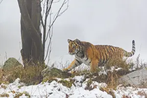 One young Siberian Tiger, Panthera tigris altaica