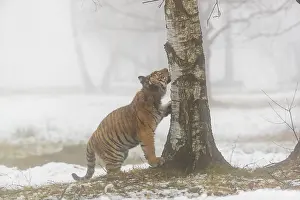 One young Siberian Tiger, Panthera tigris altaica