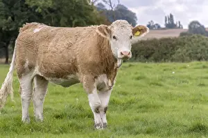 Young Simmental Cow Berkshire UK