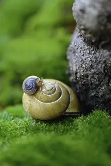 Young snail on snail shell