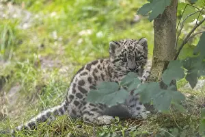 One very young snow leopard (Panthera uncia) cub sitting behind a tree