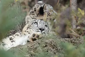 Two young snow leopards (Panthera uncia) rest on a rock in hilly terrain