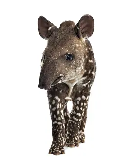 Young South american tapir, isolated on white