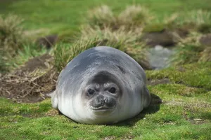 Young Southern Elephant Seal (Mirounga leonina)