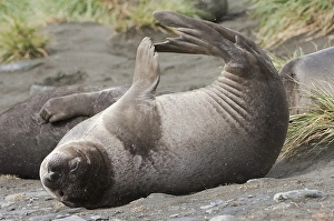 Young Southern Elephant Seal (Mirounga leonina)