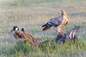 Young Spanish Imperial Eagle (Aquila adalberti)