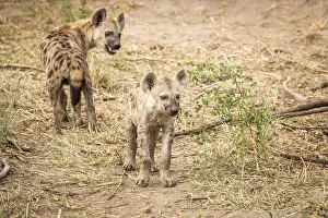 Young Spotted hyenas playing in the Kruger National Park
