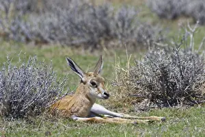 Young springbok (Antidorcas marsupialis) lying in the dry grass