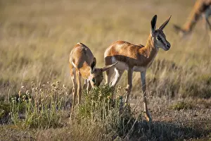Two young springbok (Antidorcas marsupialis) in meadow