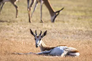 Young Springbok laying in the grass in the Kgalagadi Transfrontier Park