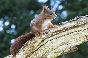 Young squirrel (Sciurus vulgaris) on tree trunk