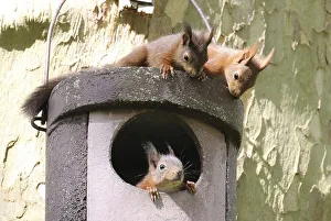 Three young squirrels (Sciurus vulgaris) on owl nesting box