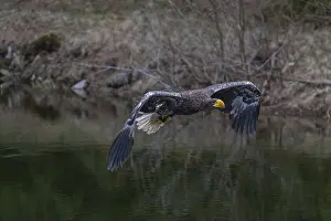 One young Steller's sea eagle (Haliaeetus pelagicus) flying over a lake