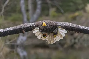One young Steller's sea eagle (Haliaeetus pelagicus) flying over a lake
